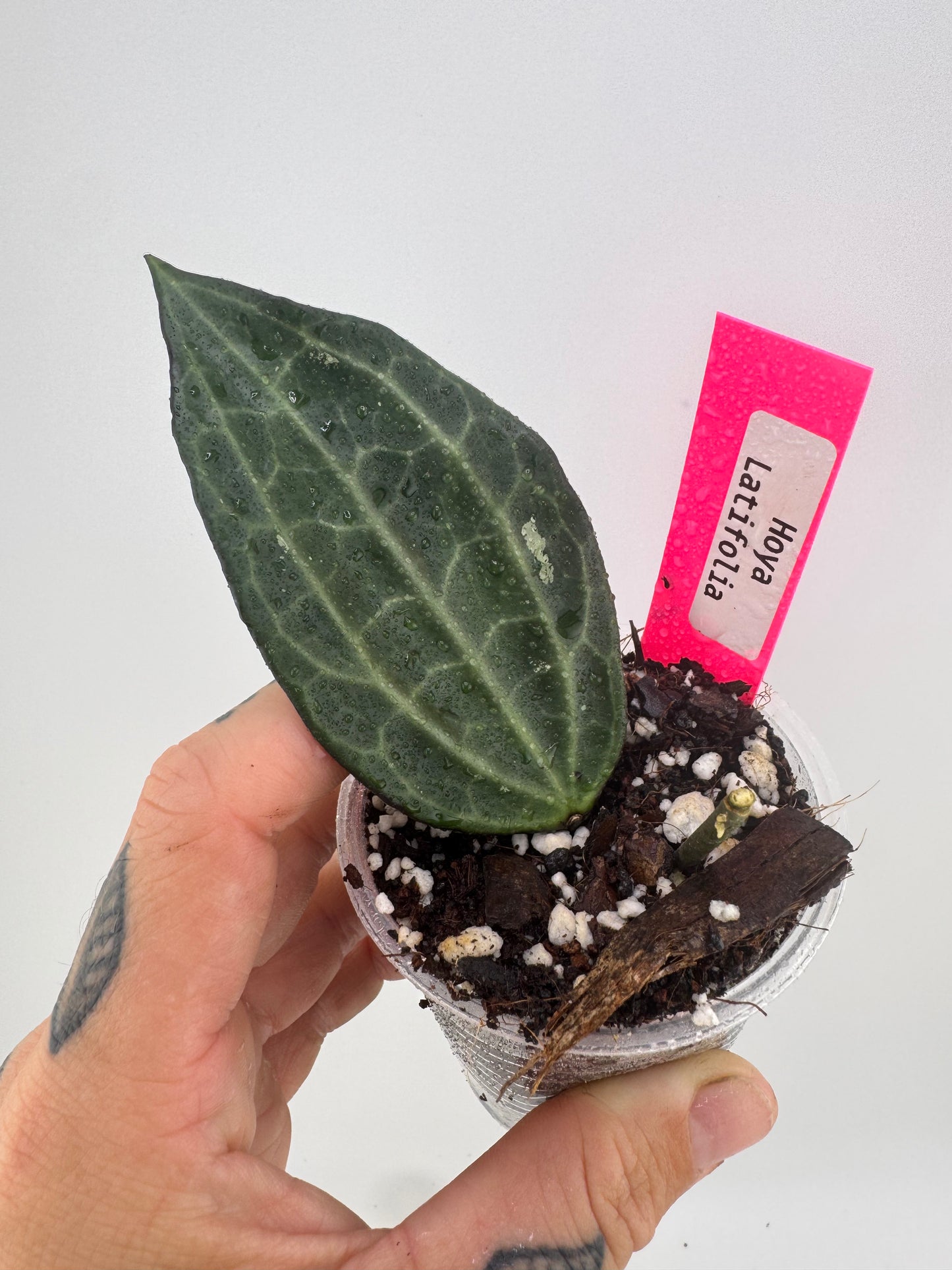 Hoya latifolia (macrophylla) green
