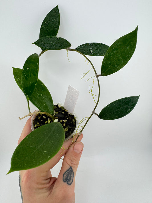 Hoya AH-001 ‘Vietnam’ splash