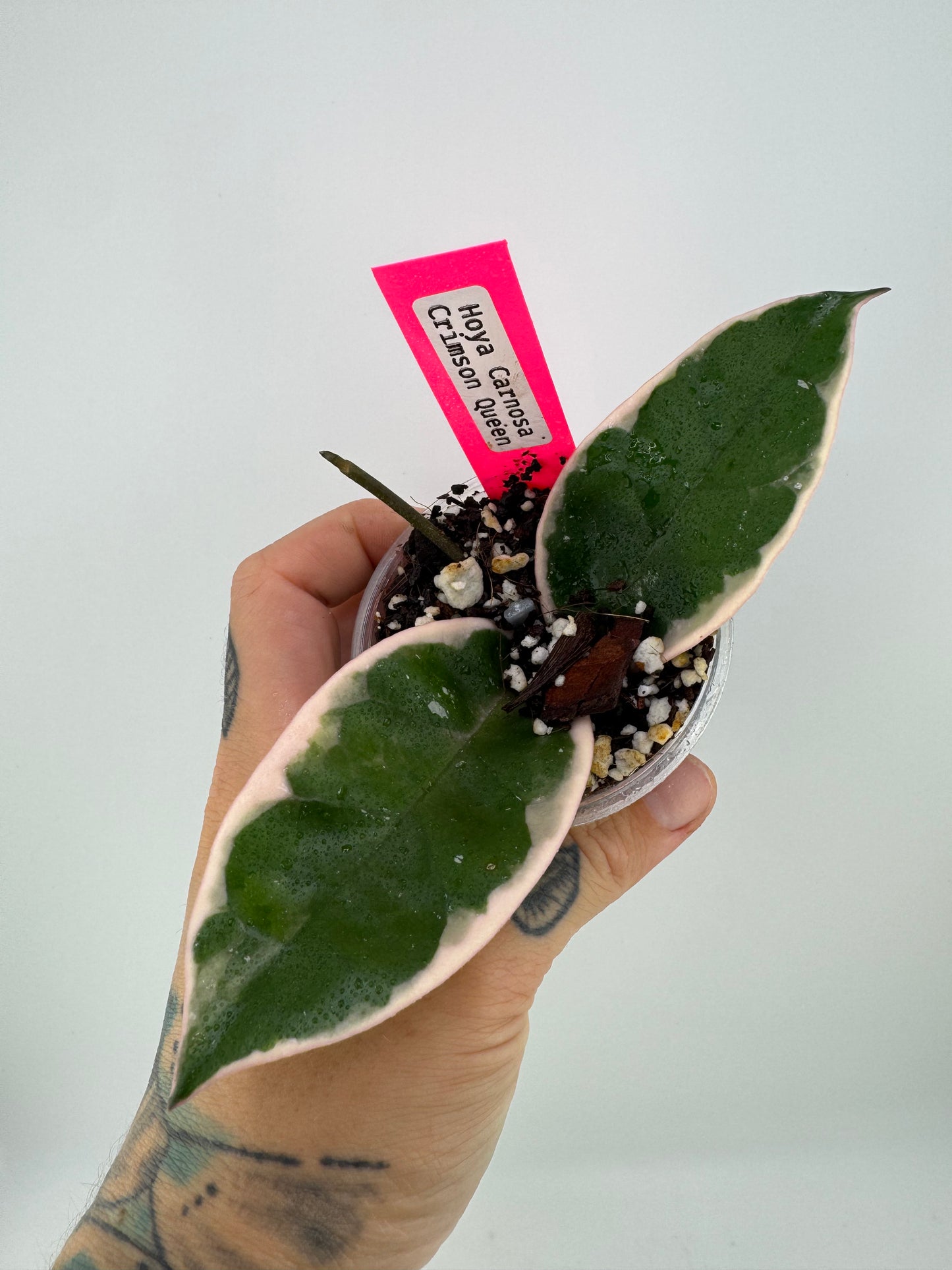 Hoya Carnosa ‘crimson queen’