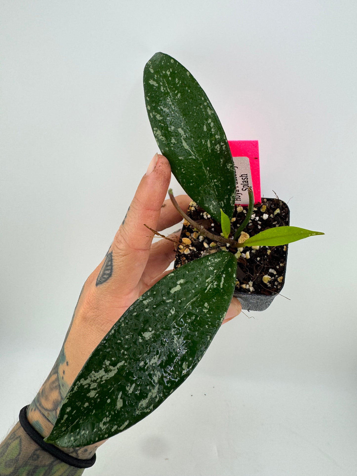 Hoya pubicalyx splash