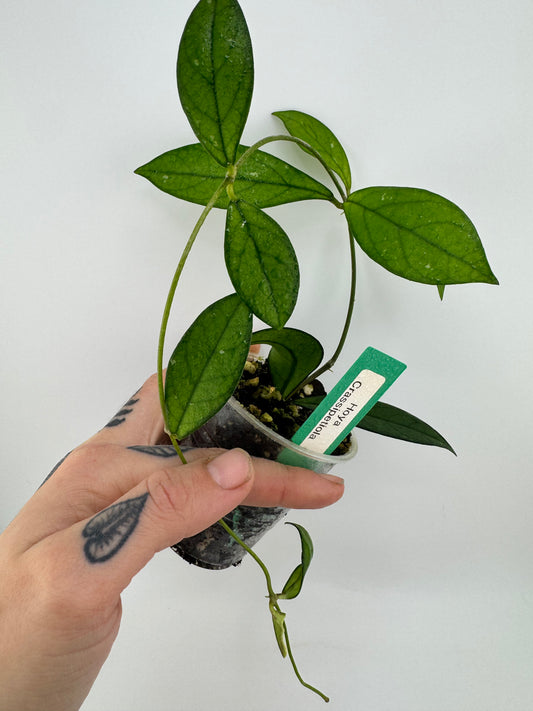 Hoya Crassipetiola Splash