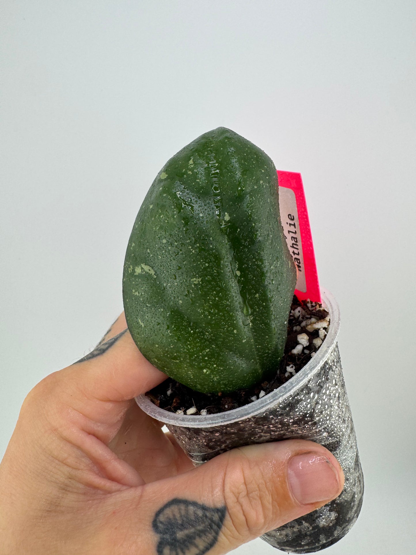 Hoya Nathalie