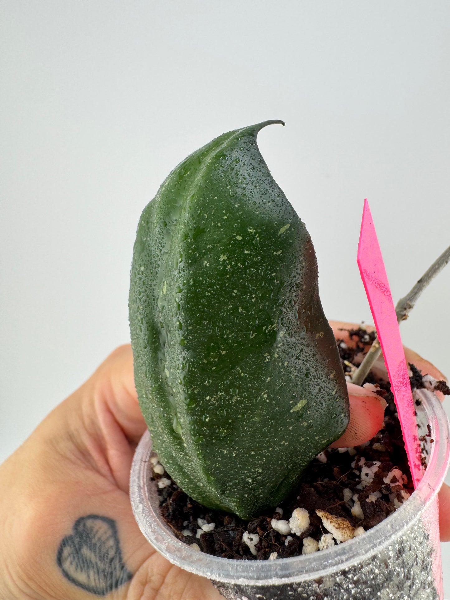 Hoya Nathalie