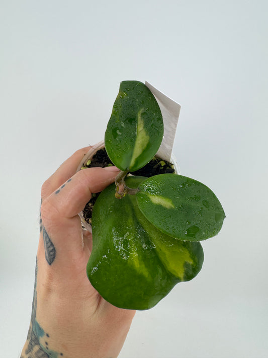 Hoya Obovota Picta inner variegated
