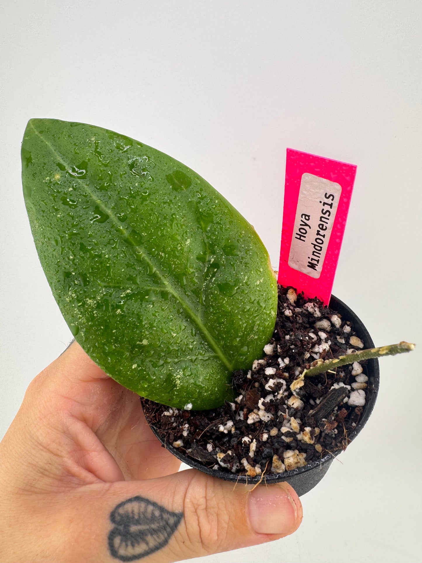 Hoya Mindorensis
