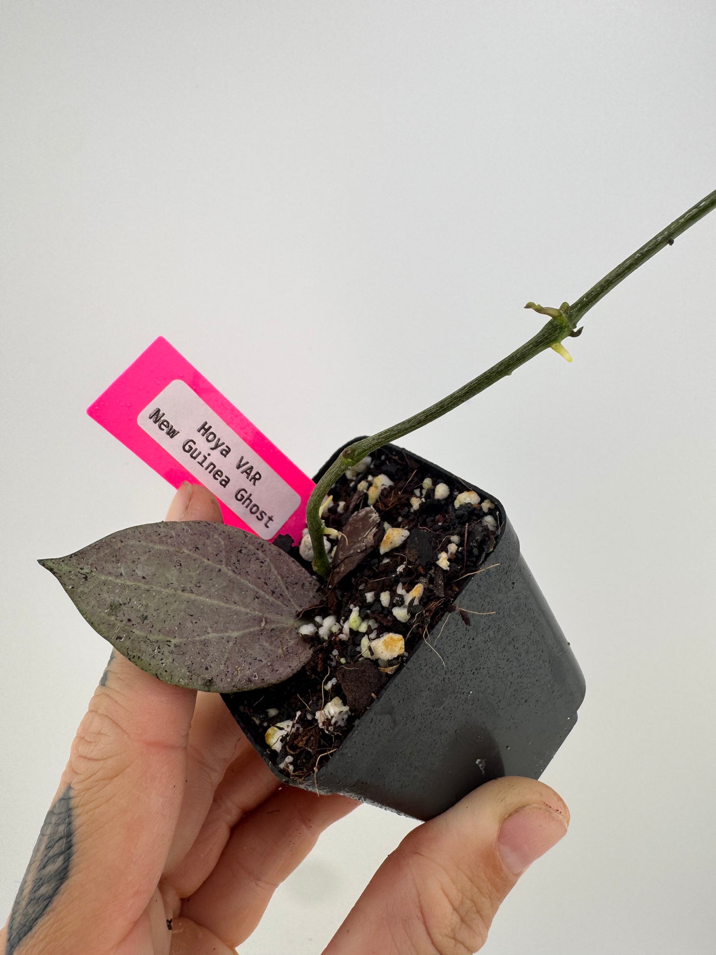 Hoya Nicholsoniae ‘New Guinea Ghost’