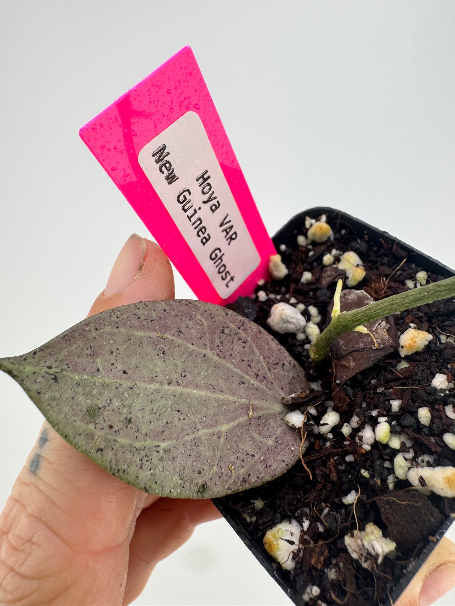 Hoya Nicholsoniae ‘New Guinea Ghost’