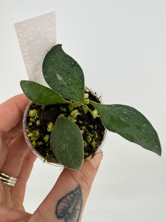 Hoya nummularioides