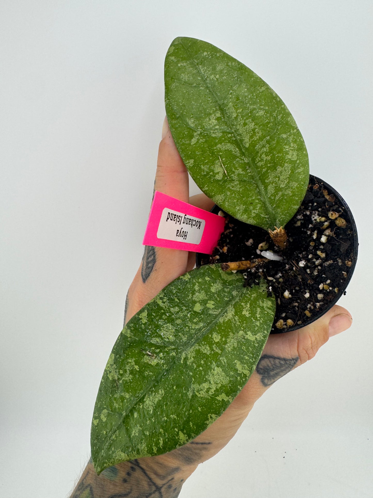 Hoya ‘Kochang Island’