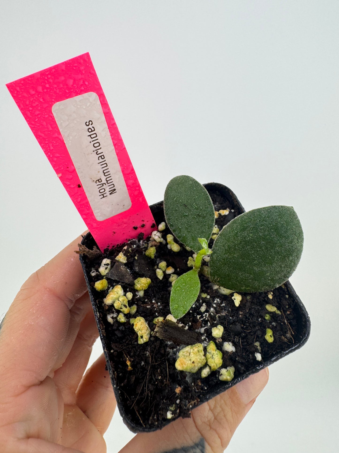 Hoya nummularioides