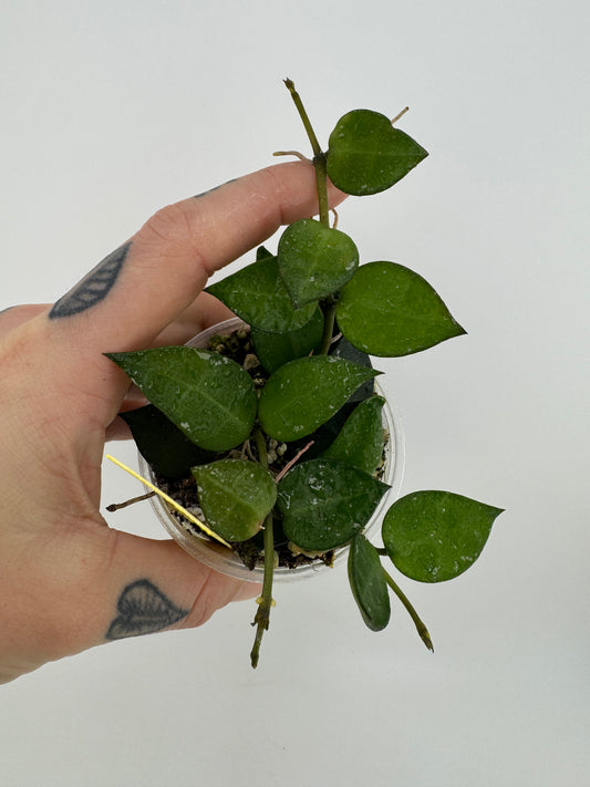 Hoya Krohniana splash