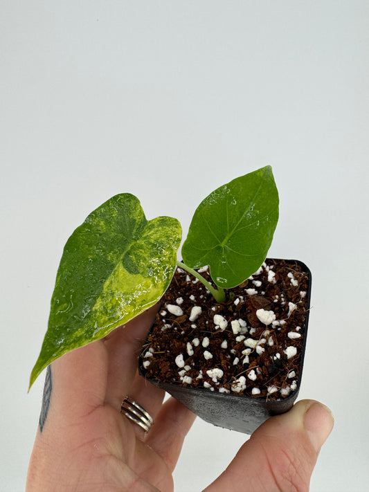 Alocasia Variegated Gagaena Aurea