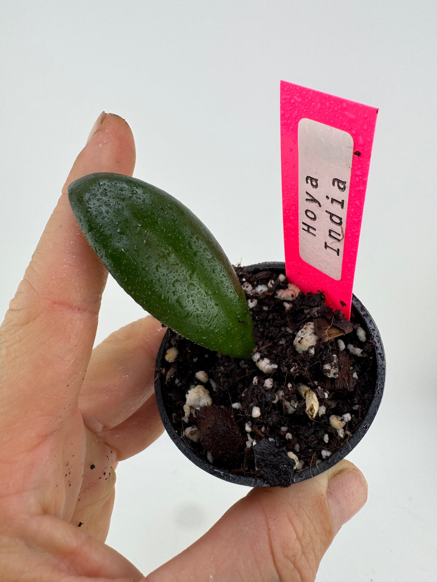 Hoya India ‘IML-1598’