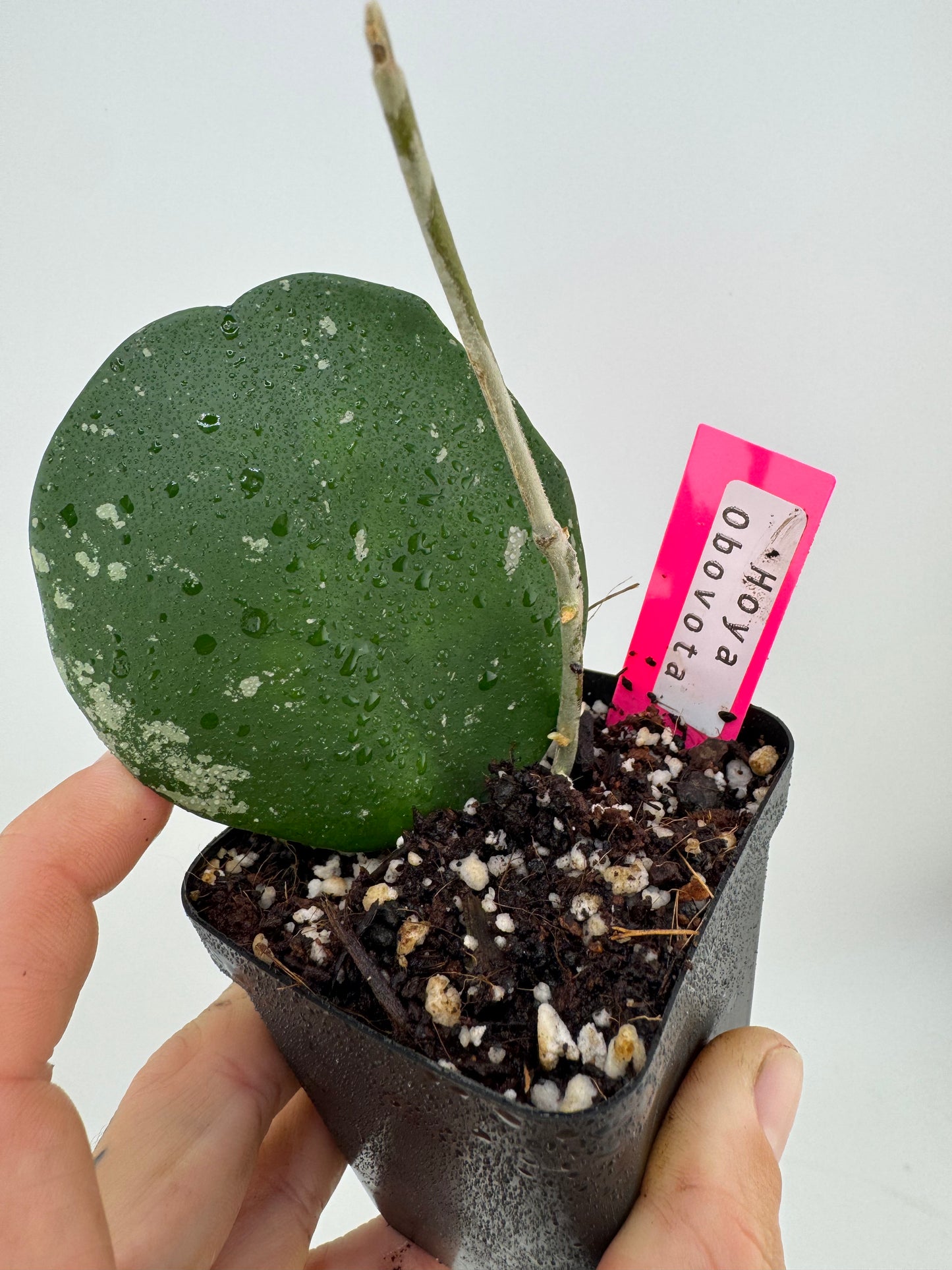 Hoya Obovota Splash