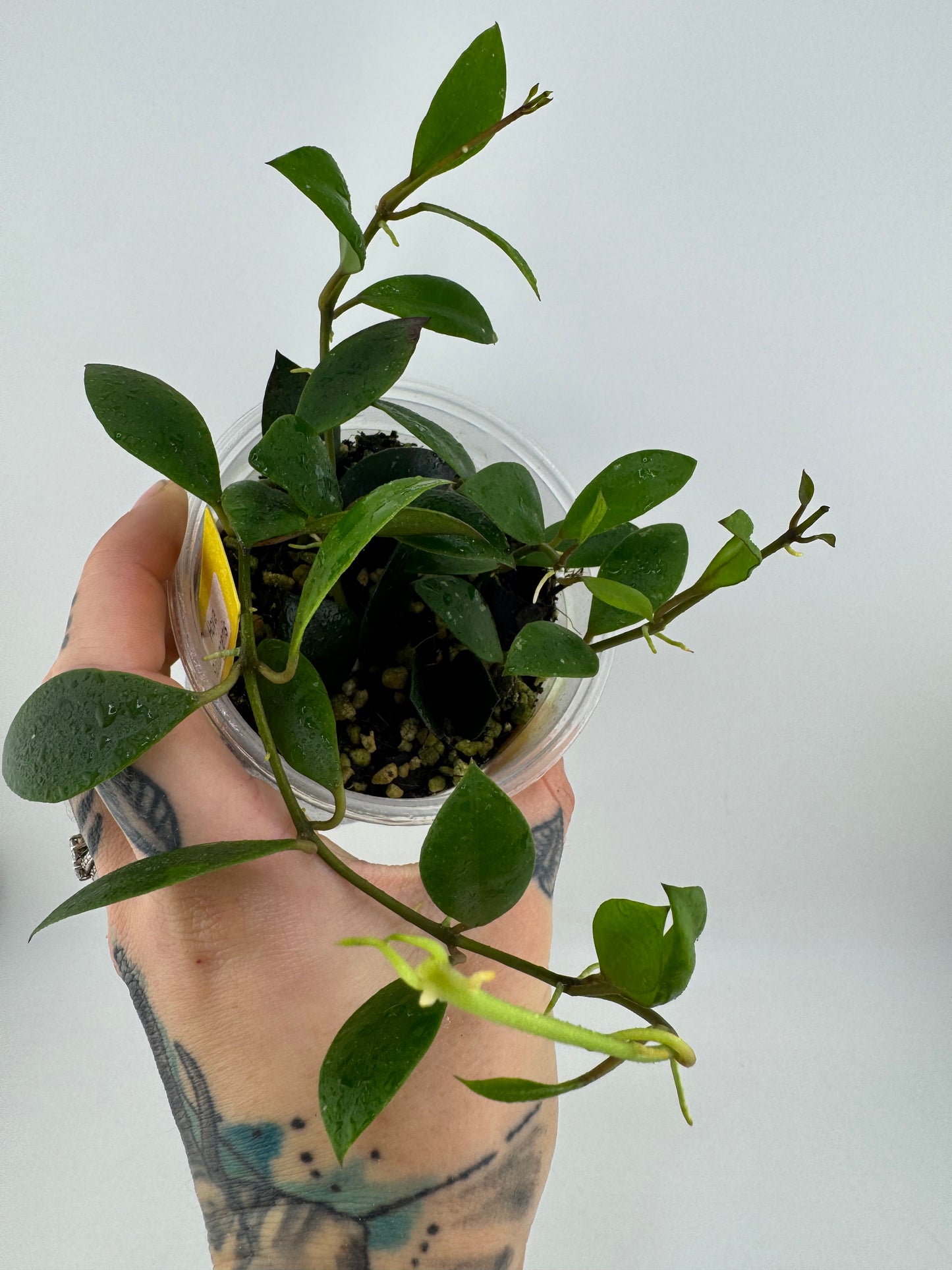 4” Hoya Sipitangenis