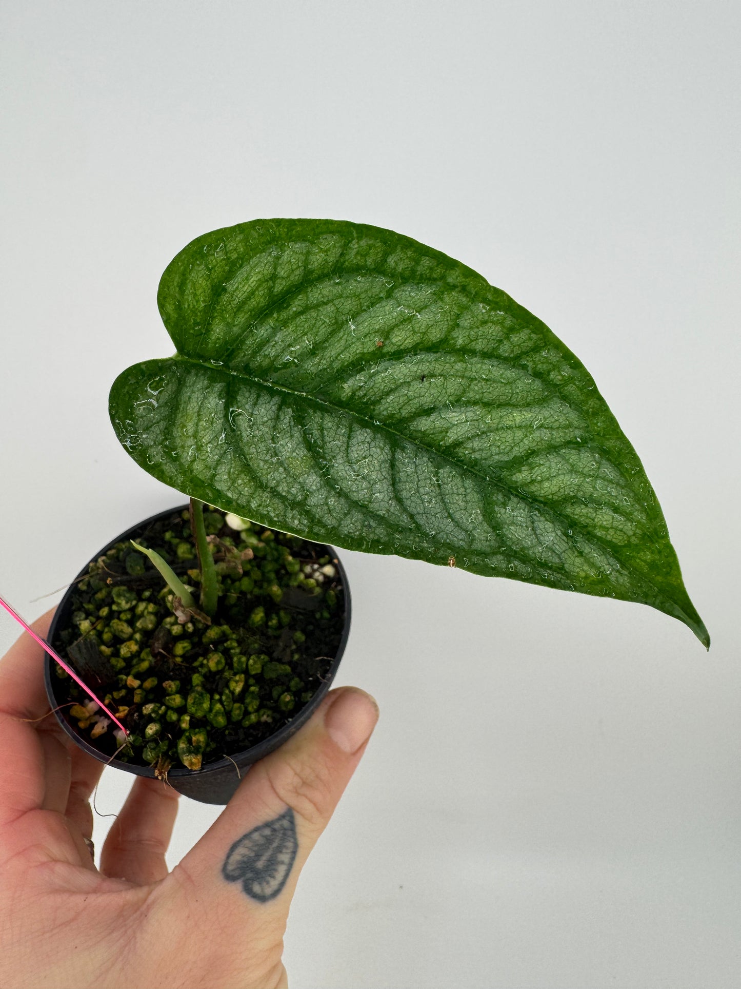 Monstera Siltpecana ‘El Salvador’