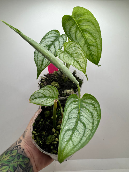 Monstera siltpecana ‘el salvador’