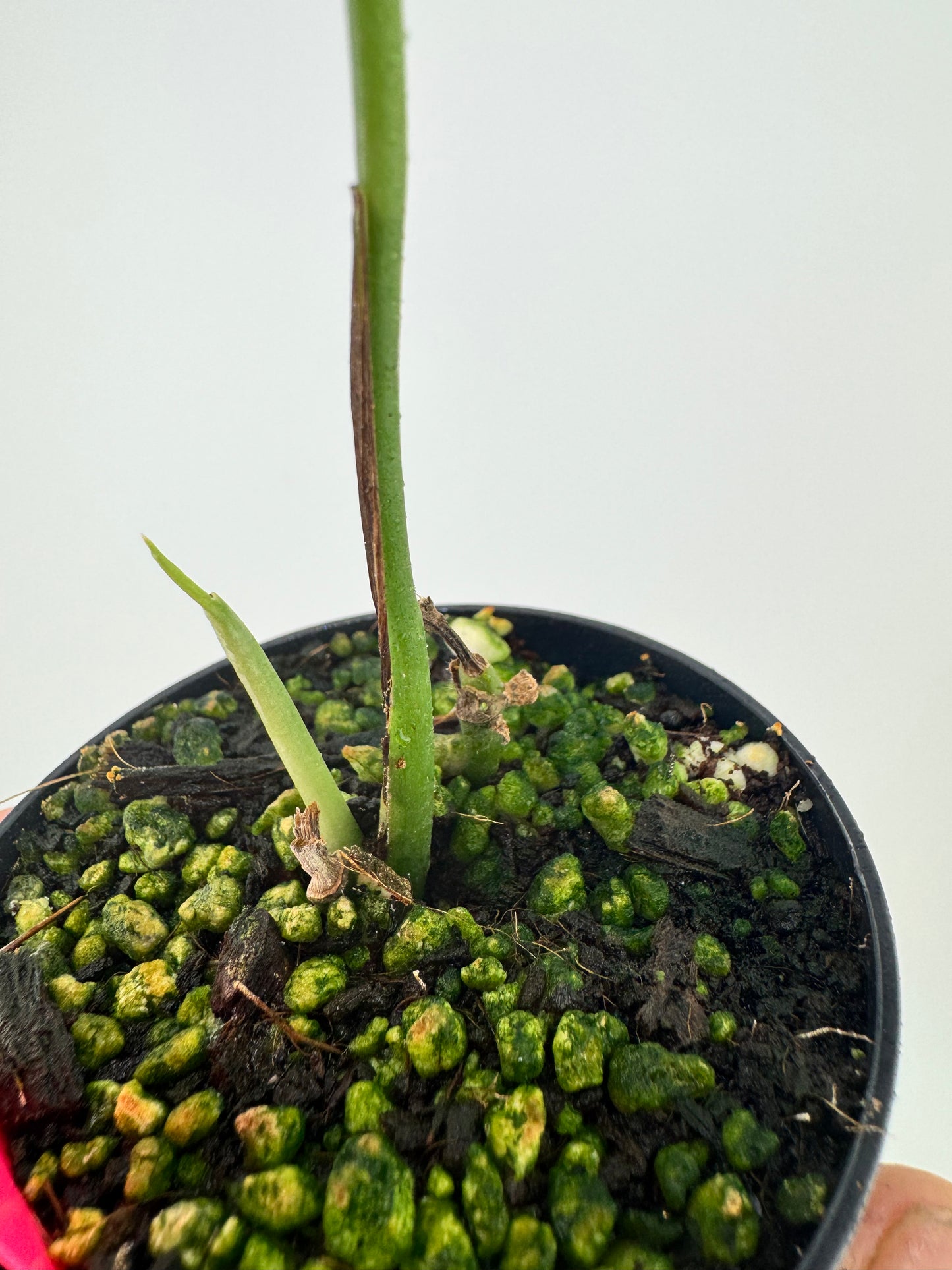 Monstera Siltpecana ‘El Salvador’