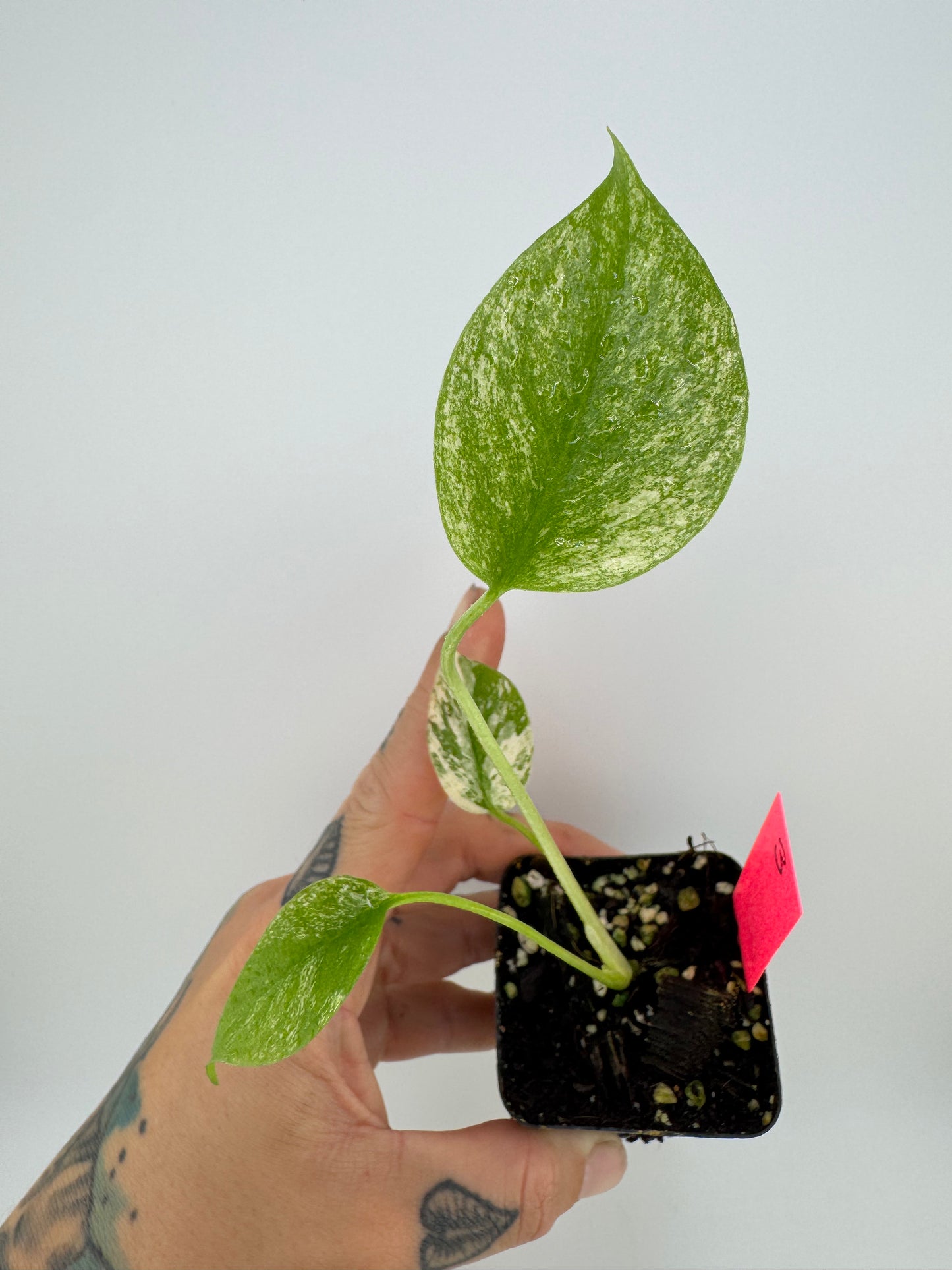 Monstera Deliciosa Mint ‘white monster’ Variegated #3