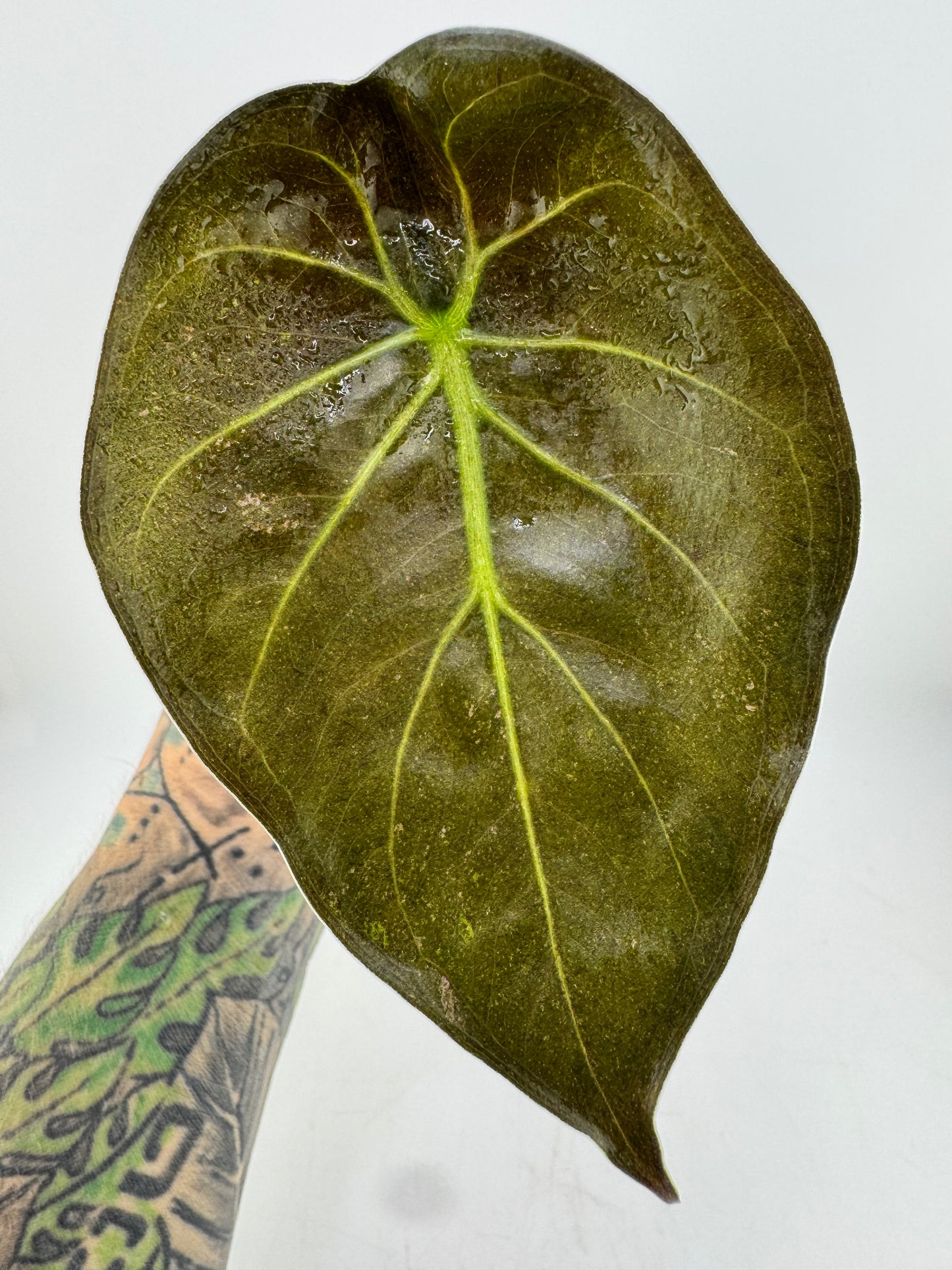 Alocasia Wentii Variegated Pink Splash low splash