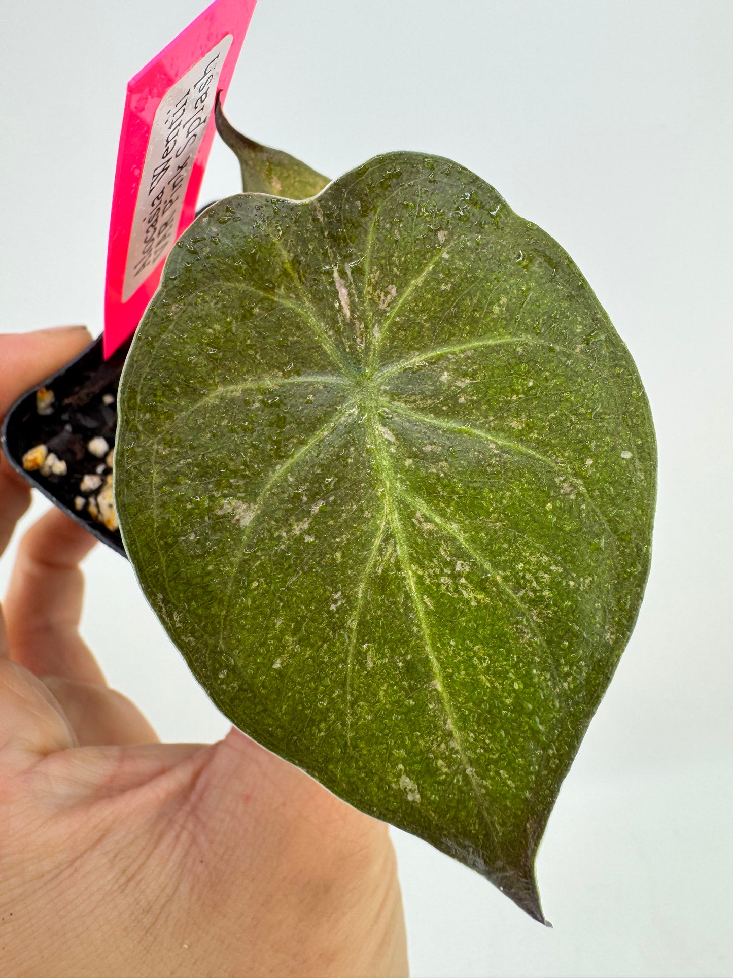 Alocasia Wentii Variegated Pink Splash