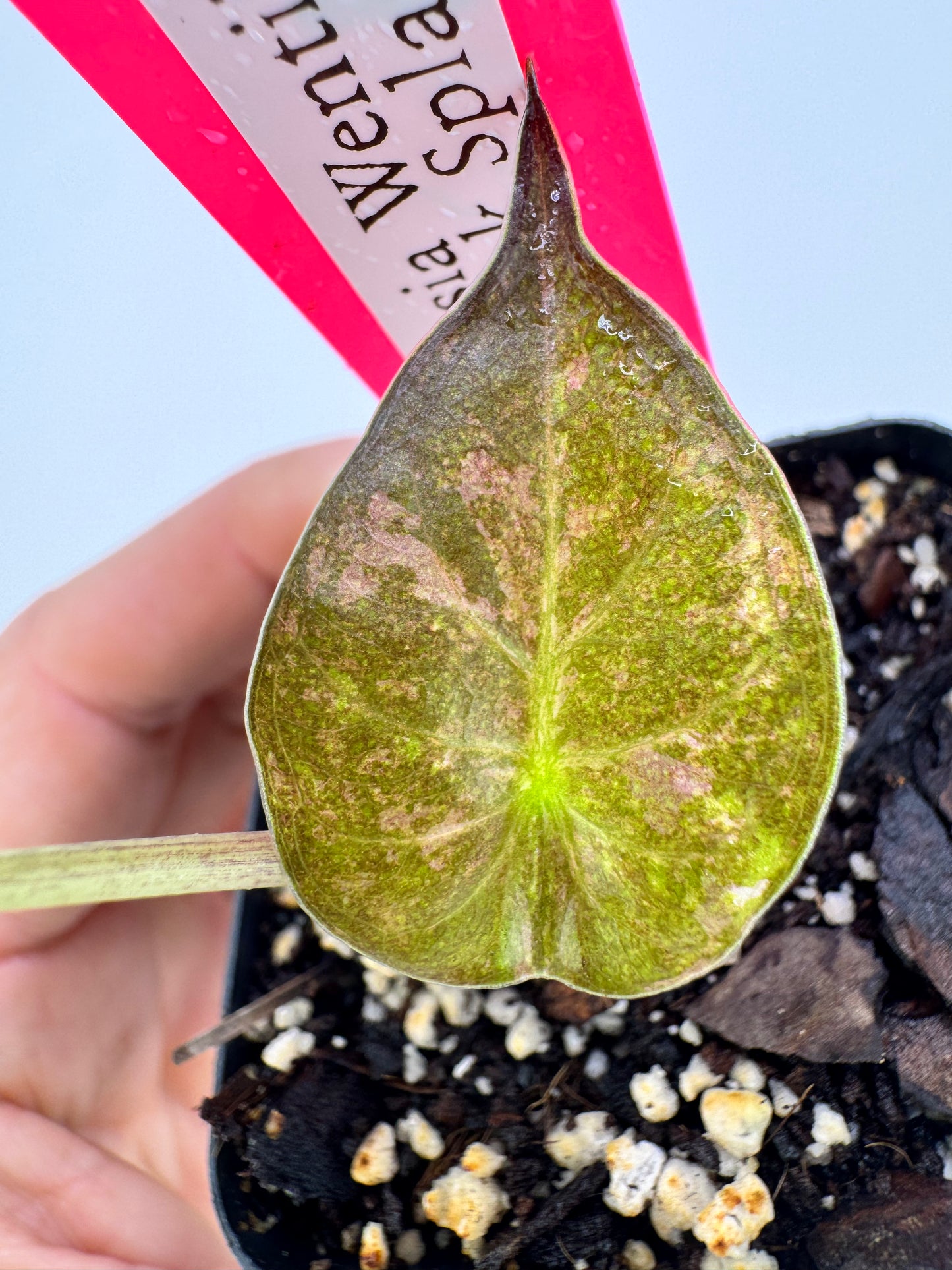 Alocasia Wentii Variegated Pink Splash