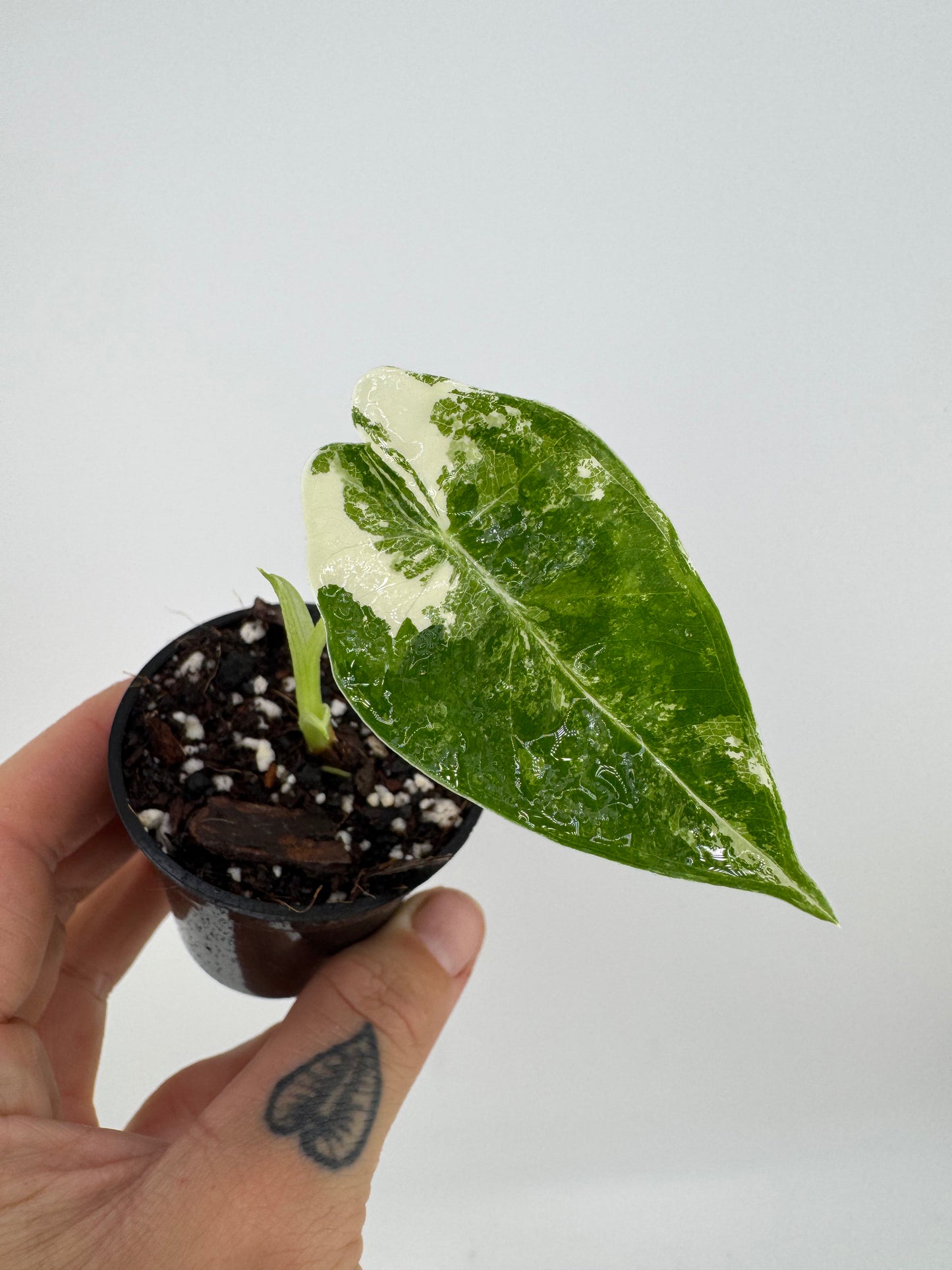 Alocasia Frydek Variegated Albo