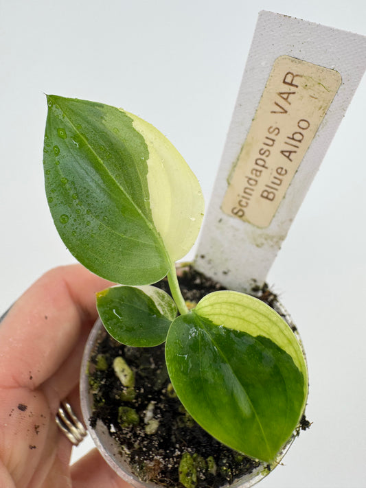Scindapsus variegated Blue Albo