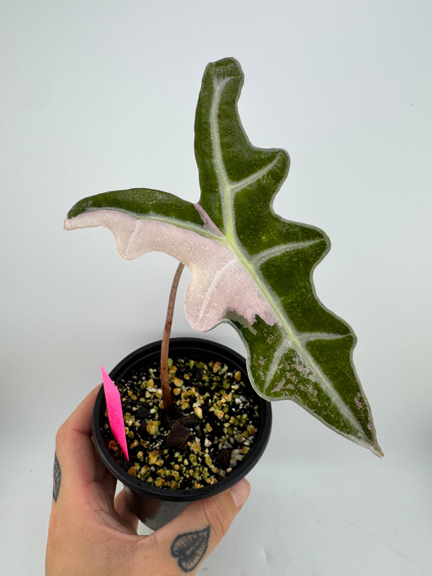 4” Alocasia Nobilis ‘Pink’ Variegated