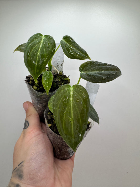 Philodendron Melanocrysum