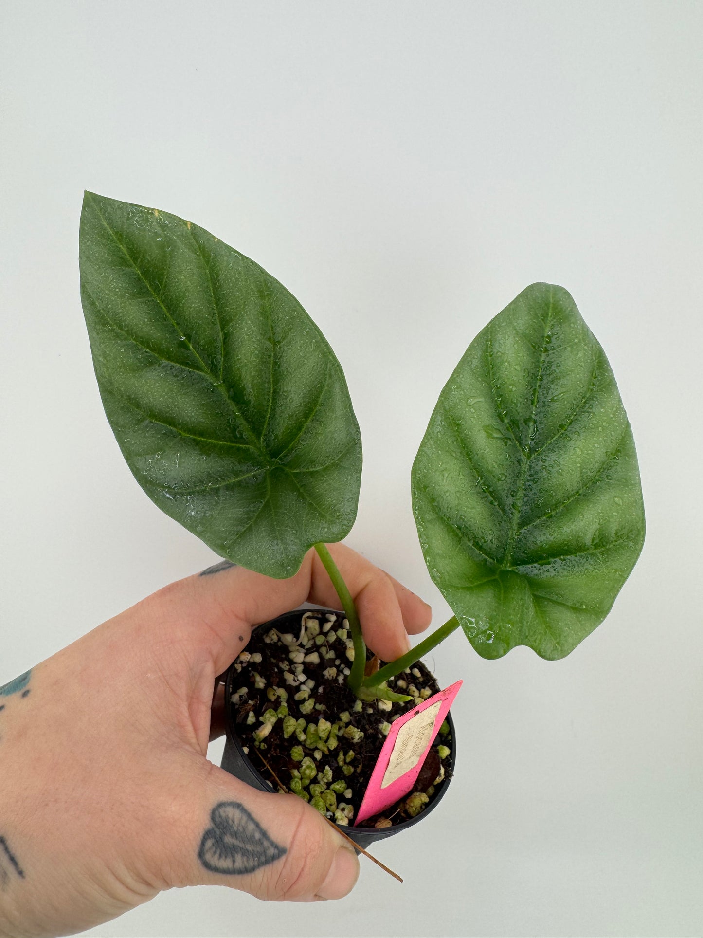 Alocasia Sinauta ‘Quilted Dream’