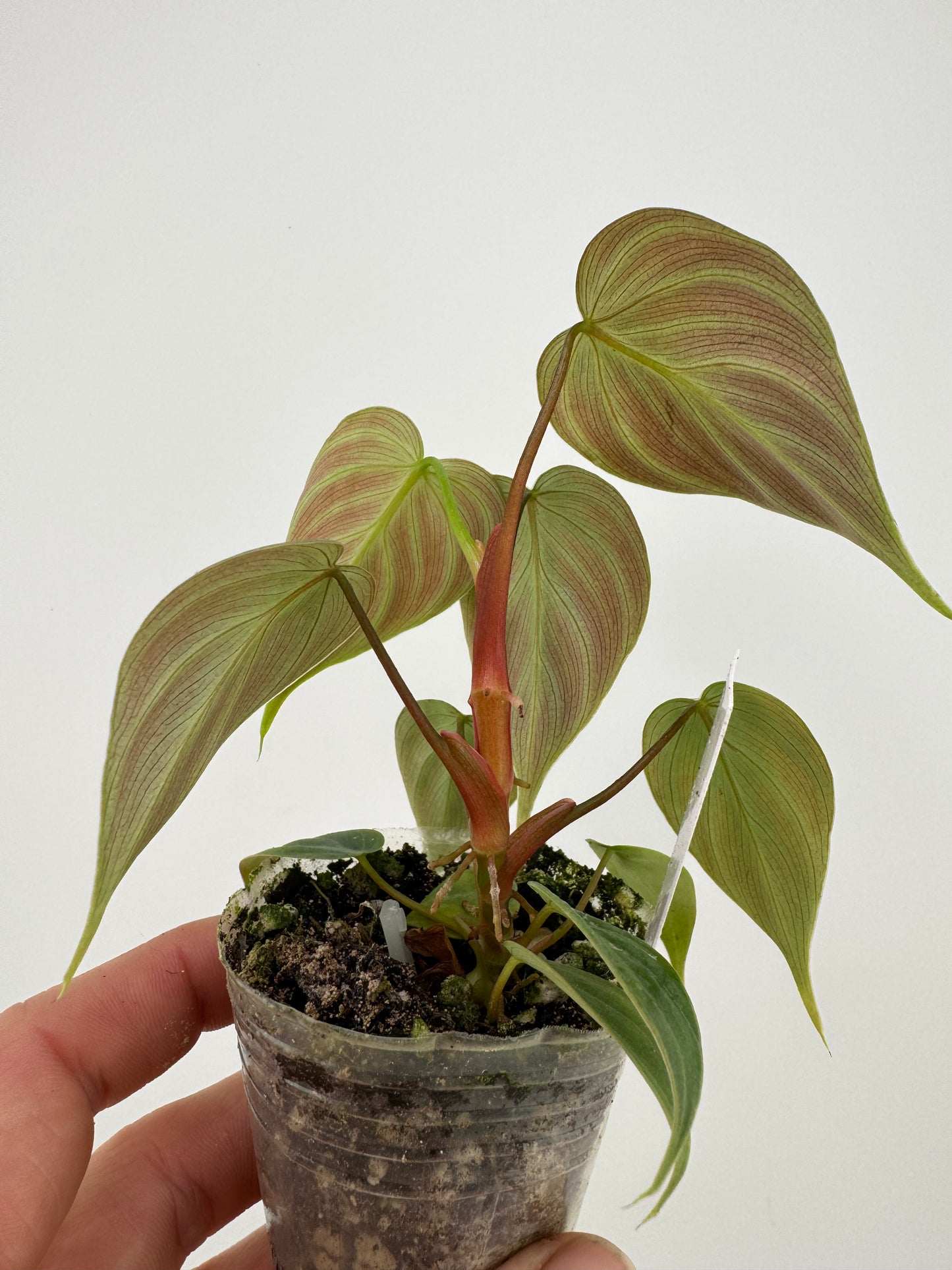 Philodendron El Choco Red