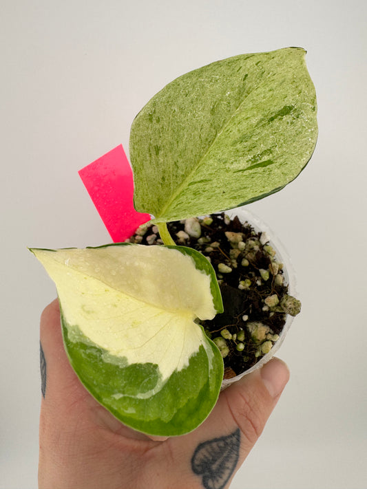 Pothos ‘manjula’ variegated