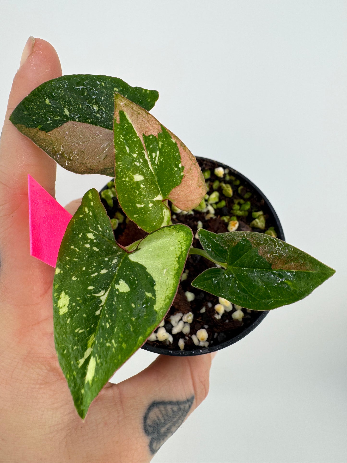 Syngonium Variegated Red Spot Tricolor