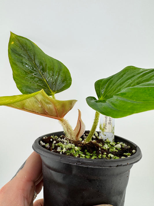 Philodendron Serpens