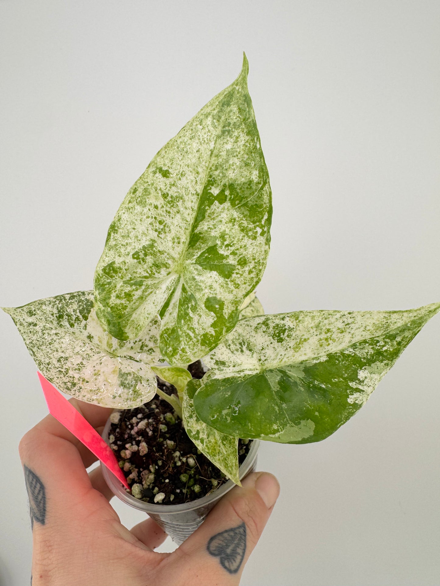 Alocasia Batik Variegated