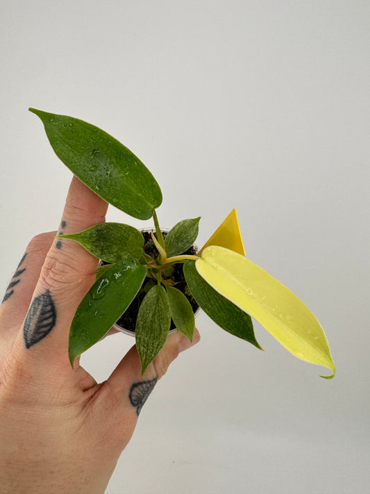 Philodendron Florida Ghost