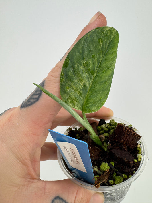 Monstera Adansonii Variegated Indonesian Mint