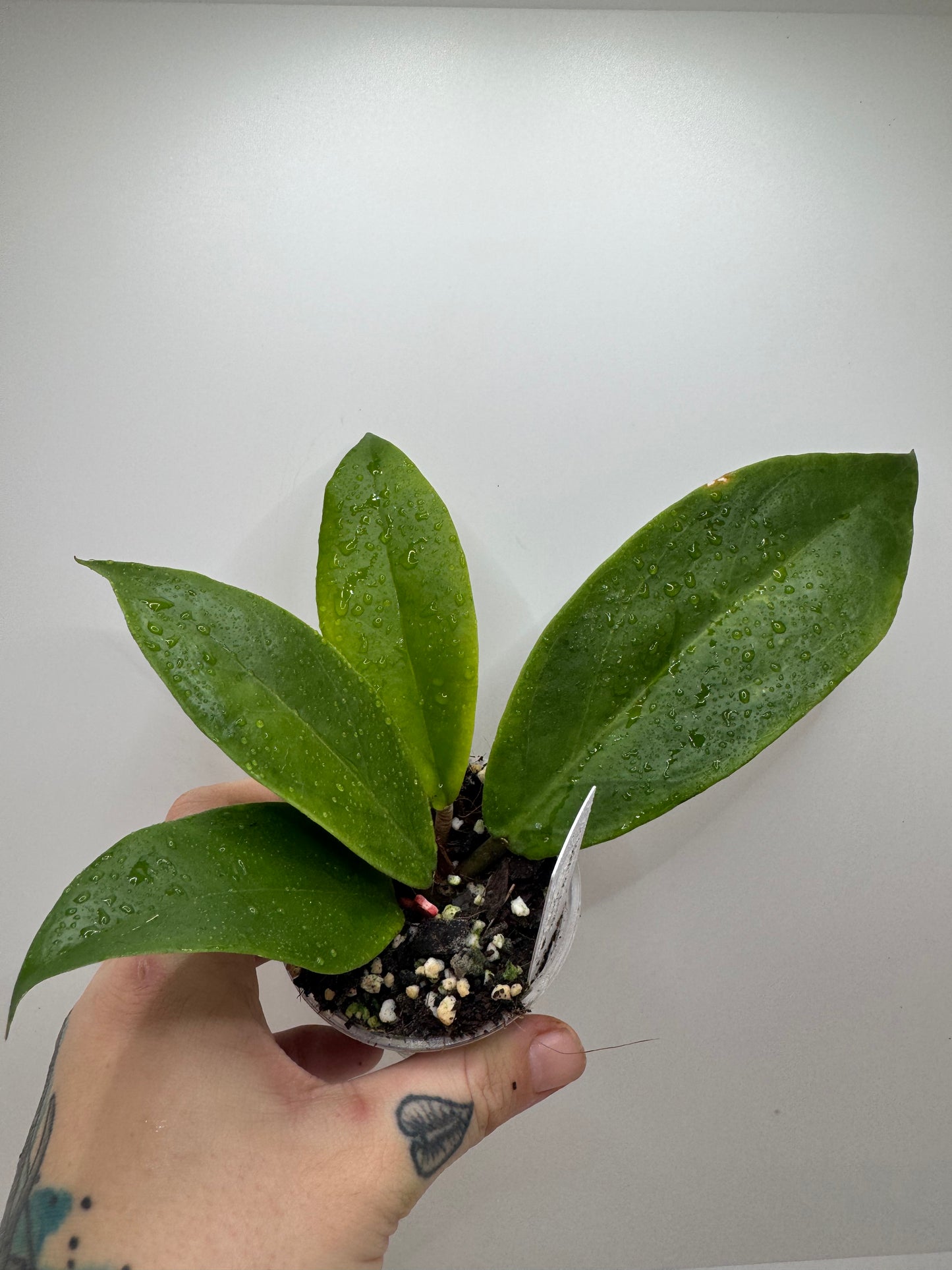 Hoya Bicolor ‘IML-1886’