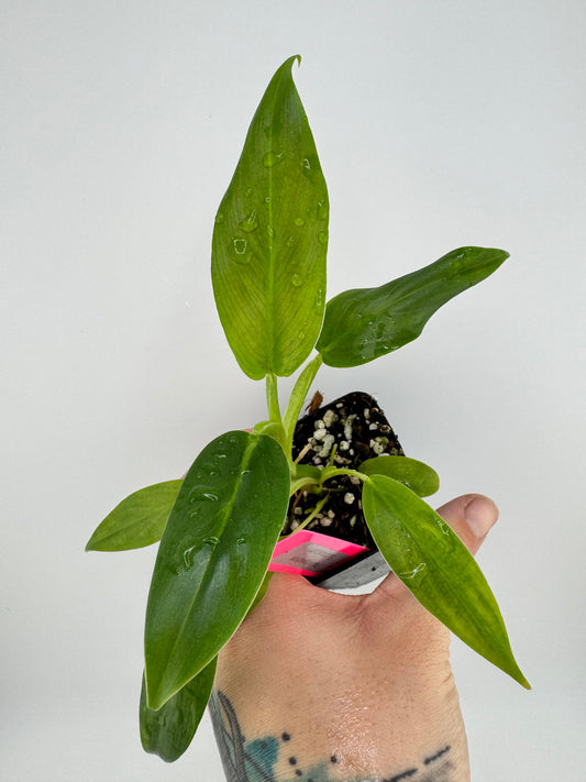 Philodendron Subhastum