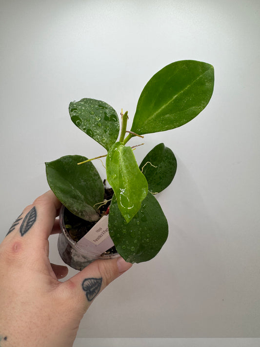 Hoya Parasitica X Pachyllada