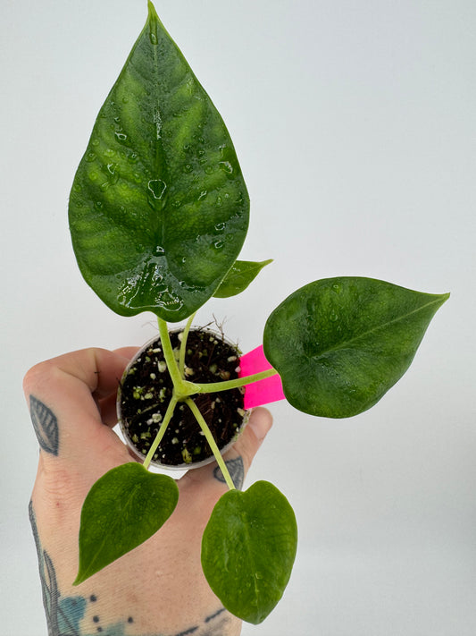 Alocasia Dragon Scale