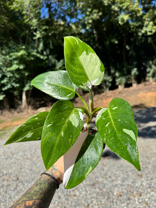 Philodendron White Princess Variegated