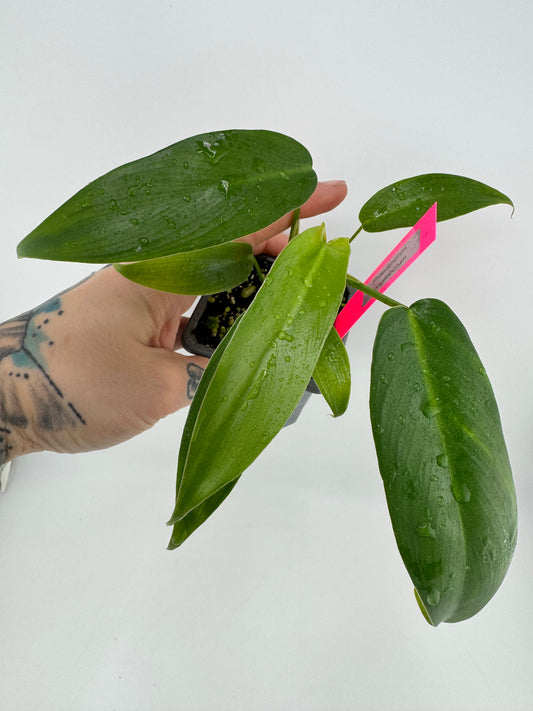 Philodendron Longilobotum/Leylani Miyano