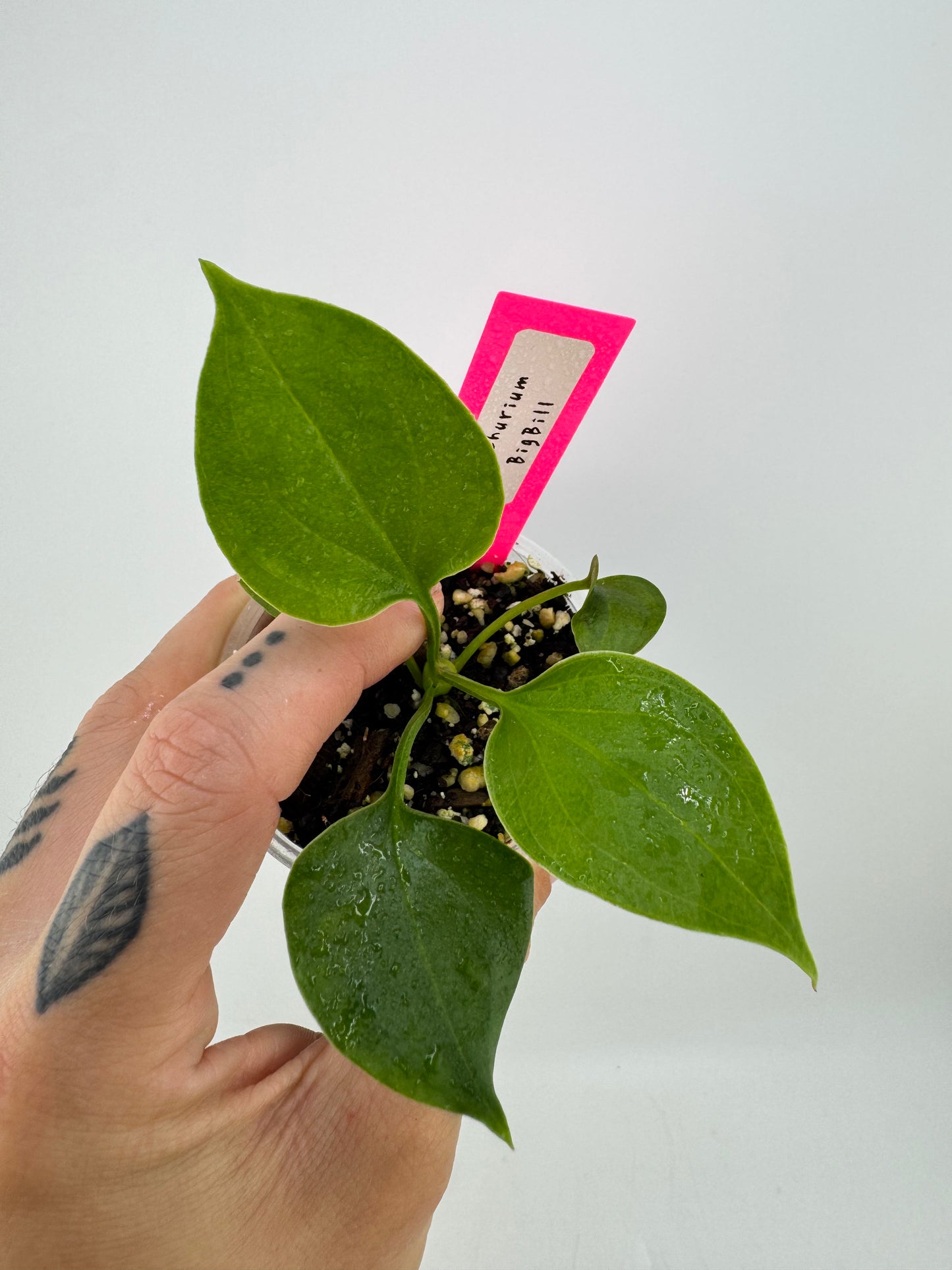 Anthurium Big Bill