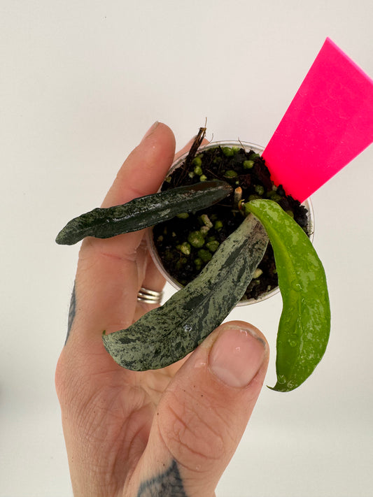 Hoya Minibelle Splash