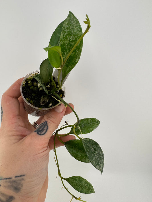 Hoya lacunosa ‘silver’