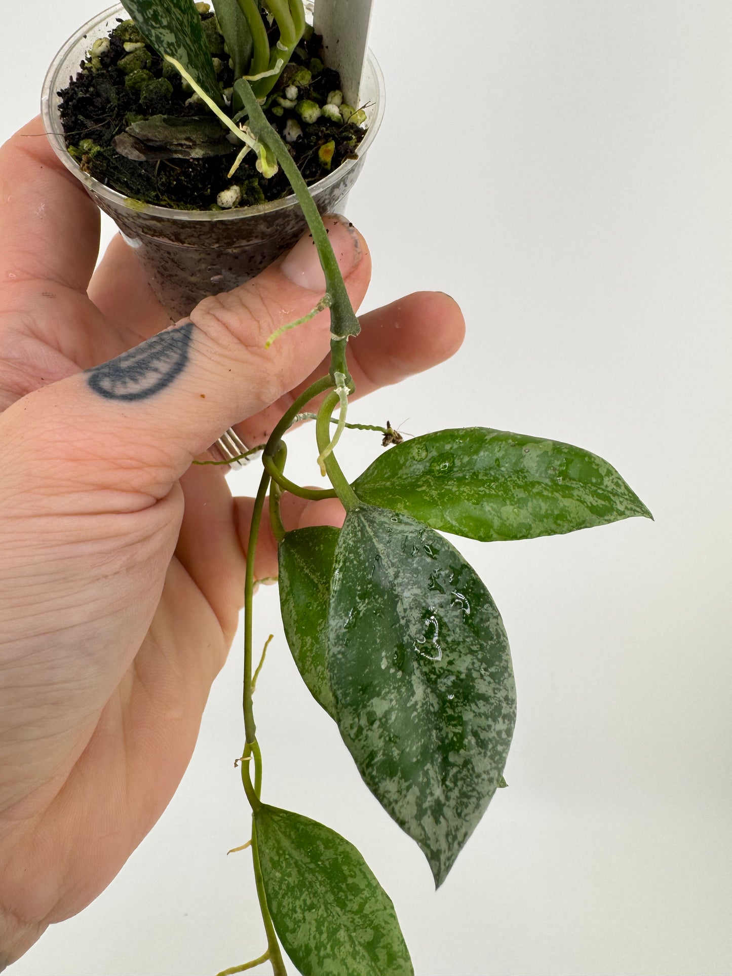 Hoya lacunosa ‘silver’