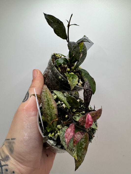 Hoya Lacunosa ‘snow caps’