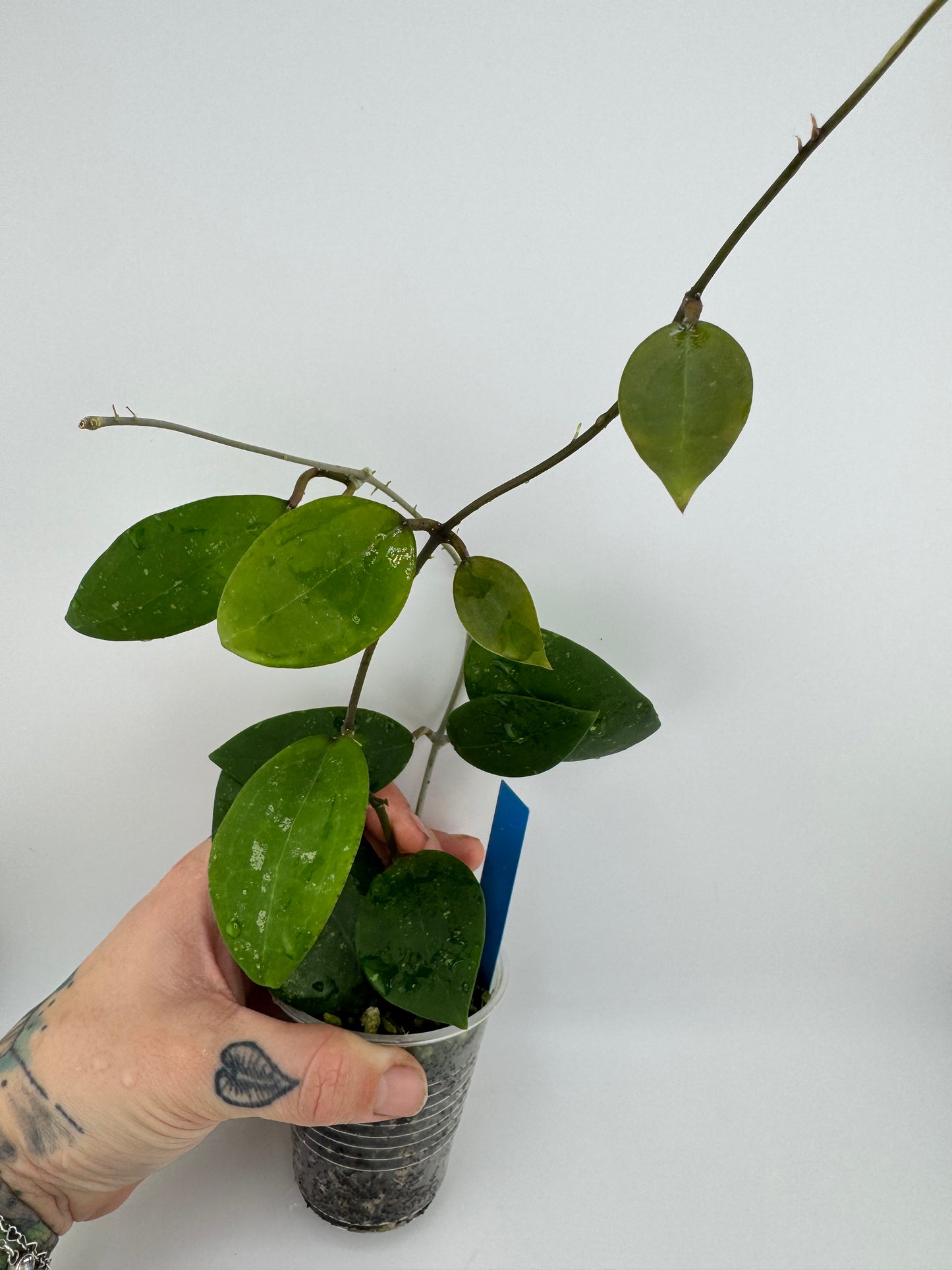 Hoya IML 1438 ‘Hat Som Paen’